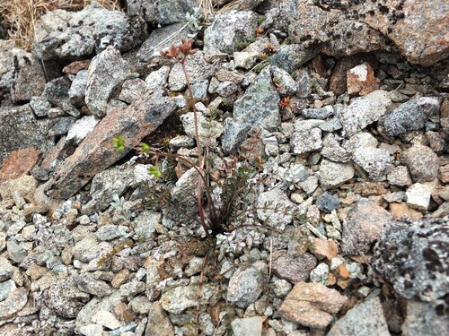 Anisotome deltoidea, 2016-01-24