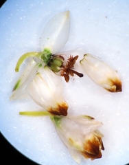 Erica lycopodiastrum