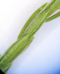 Erica lycopodiastrum