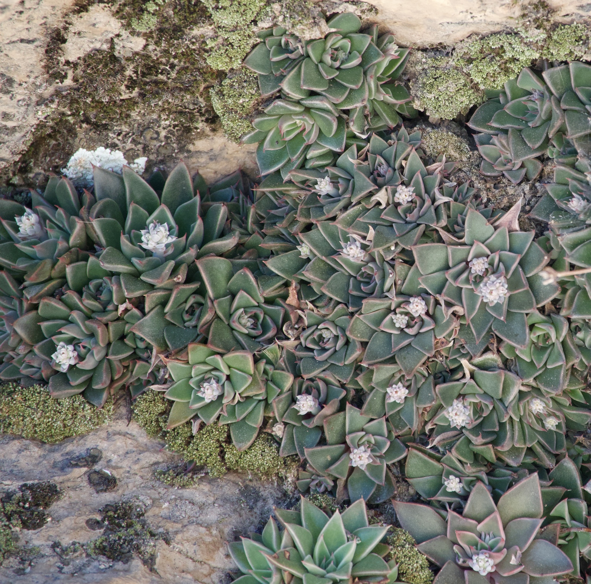 Imagem de Graptopetalum rusbyi