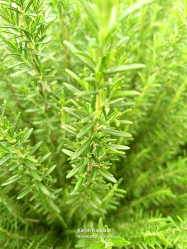 Rosemary