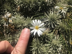 Celmisia sessiliflora