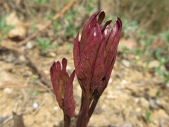 Paeonia lactiflora