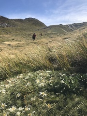 Celmisia sessiliflora