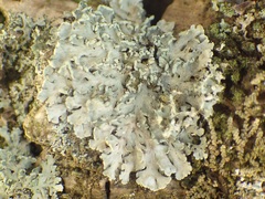 Heterodermia obscurata