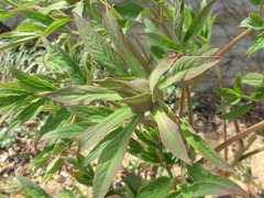 Paeonia × suffruticosa