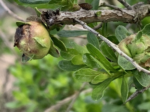 Unknown species found near Shollenberger Park, Petaluma, CA, US