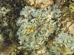 Heterodermia obscurata