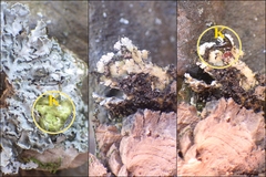 Heterodermia obscurata