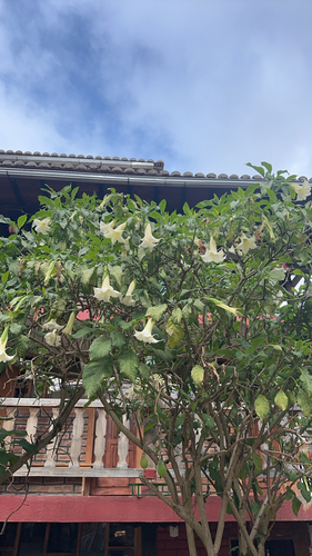 Angel's Trumpet (Brugmansia arborea)