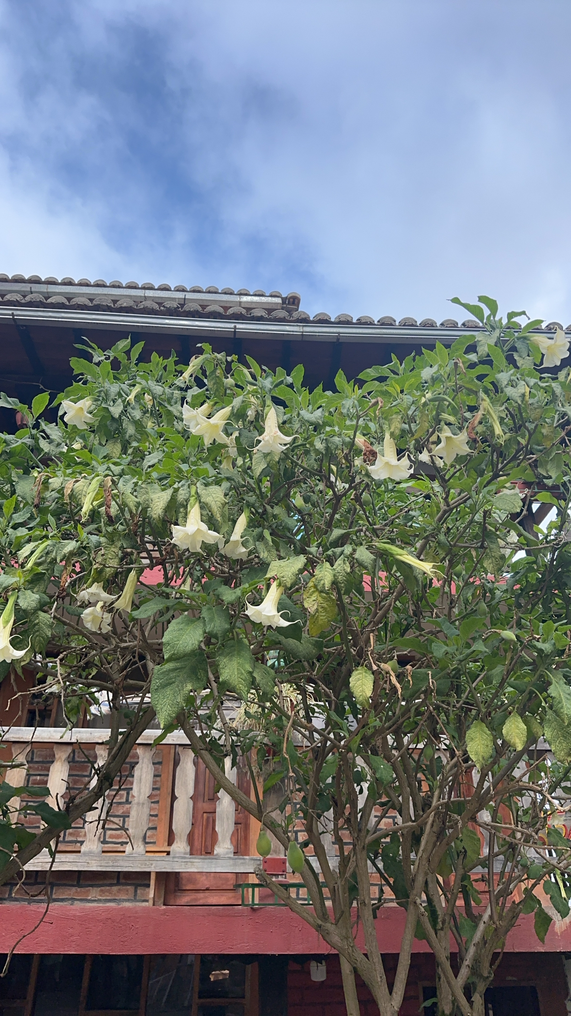 Angel's Trumpet (Brugmansia arborea)