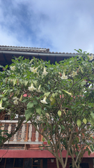 Arbre Aux Trompettes (Brugmansia arborea)