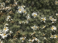 Celmisia sessiliflora