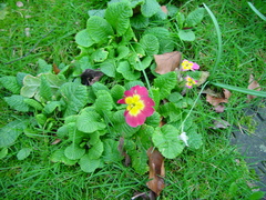 Primula × polyantha