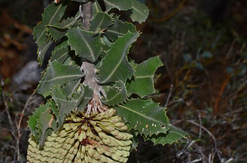 Banksia lemanniana, photograph 3