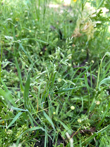 iNaturalist observation photo of Annual Meadow-grass