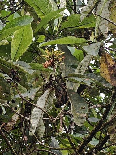 Isertia pittieri