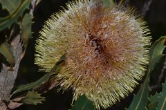 (c) James (Jim) Duggan, some rights reserved (CC BY-SA) Banksia laevigata, photograph (c) James (Jim) Duggan, some rights reserved (CC BY-SA)