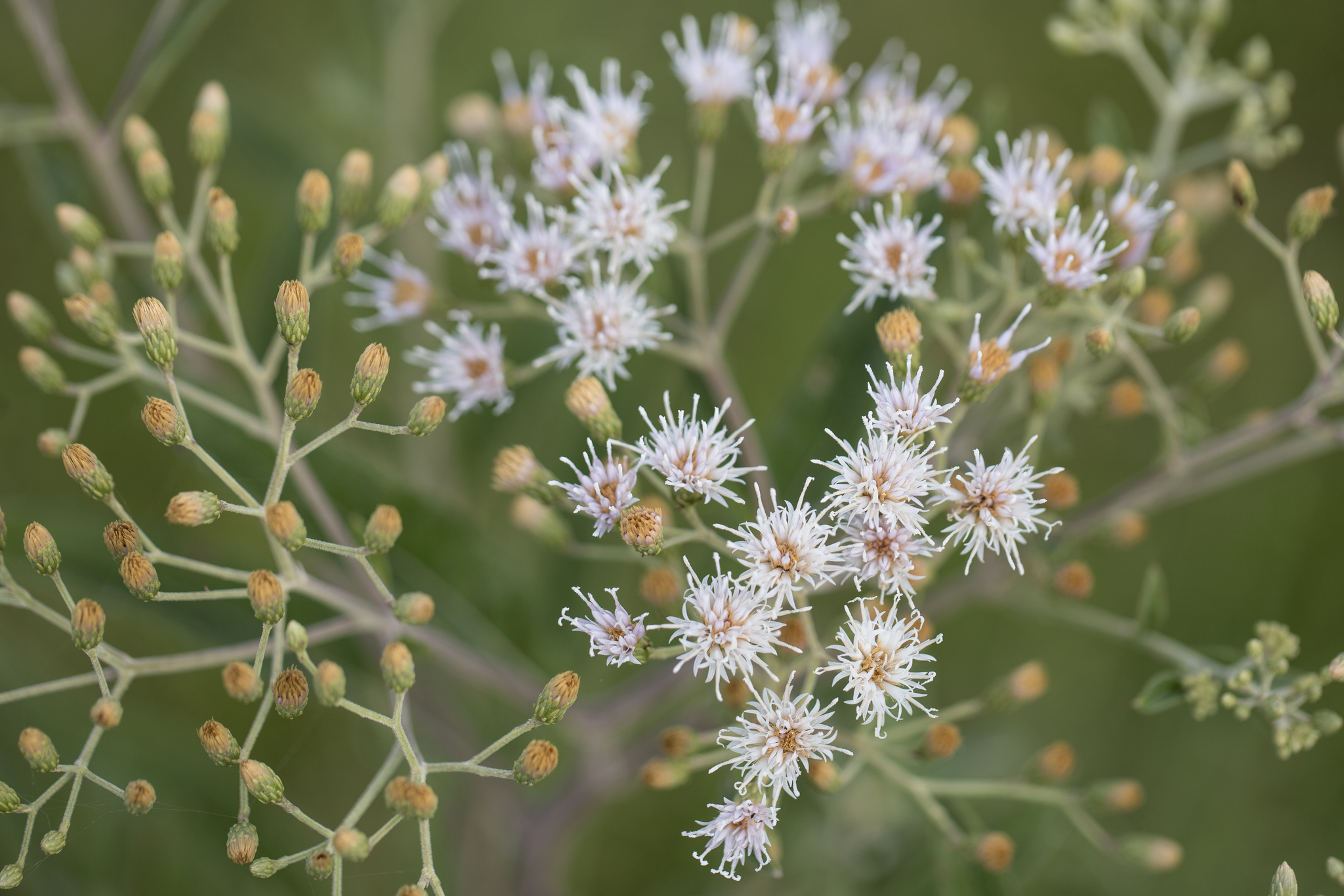 Cambará-Branco (Vernonanthura tweedieana)