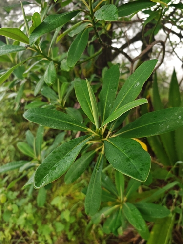 Euphorbia laurifolia