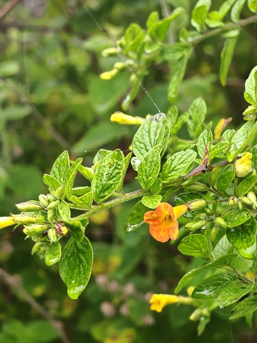 marmalade-bush
