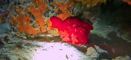 Hexabranchus sanguineus