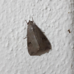 Anomis sabulifera