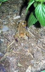 Timogenes elegans