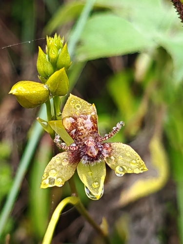 Andean Fly Orchid