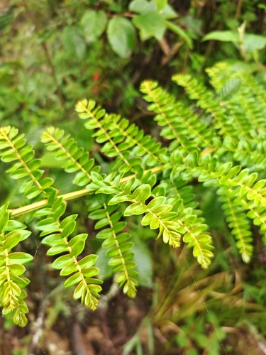 Coriaria ruscifolia