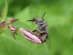 Anthophora quadrimaculata