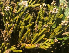 Veronica lycopodioides
