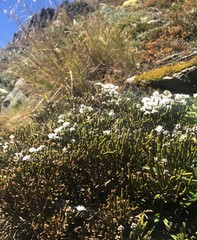Veronica lycopodioides