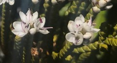 Veronica lycopodioides