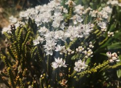 Veronica lycopodioides