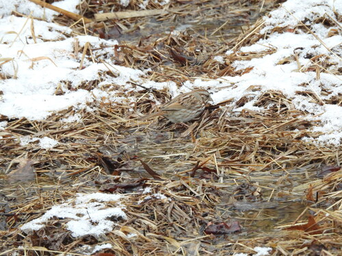Song Sparrow