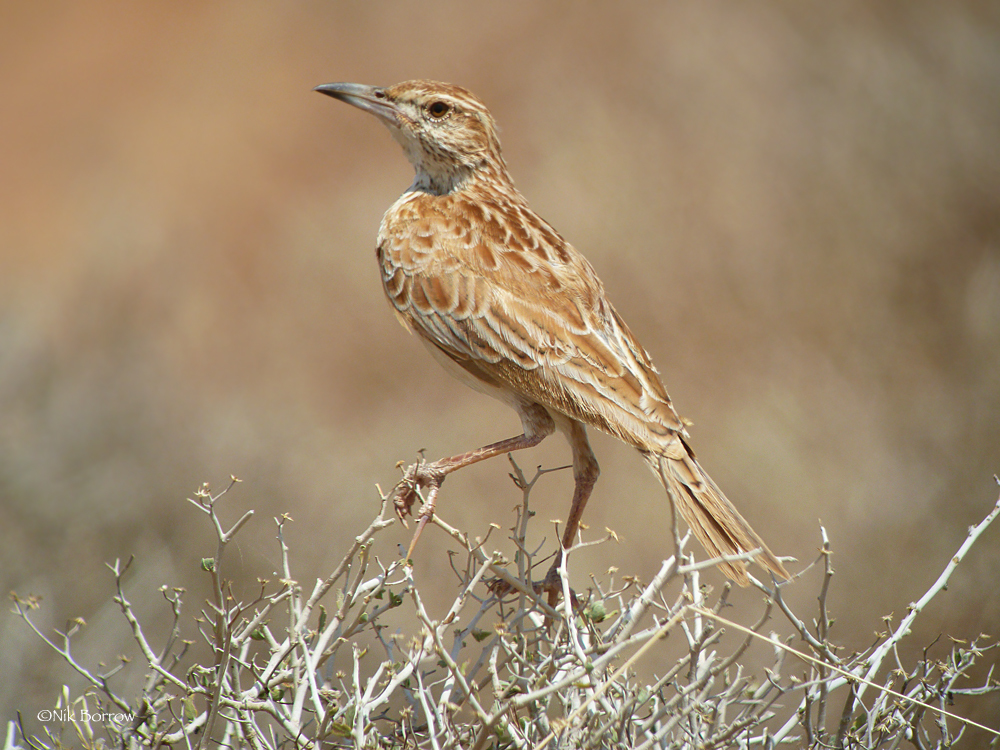 Somali Lark illustration