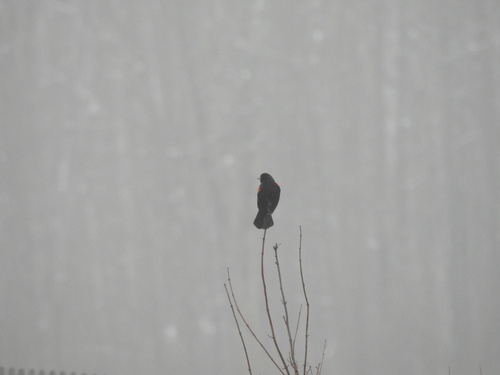 Red-winged Blackbird