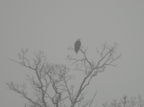 Bald Eagle