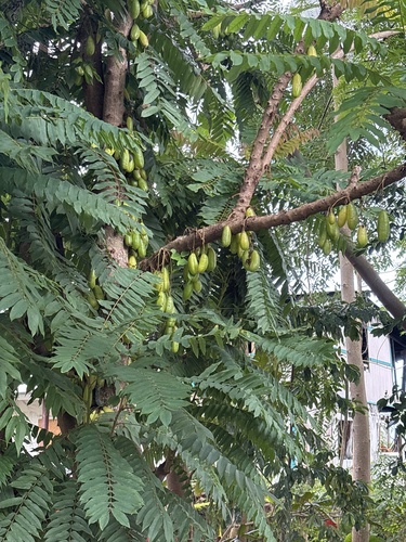Averrhoa bilimbi, 2026-03-03