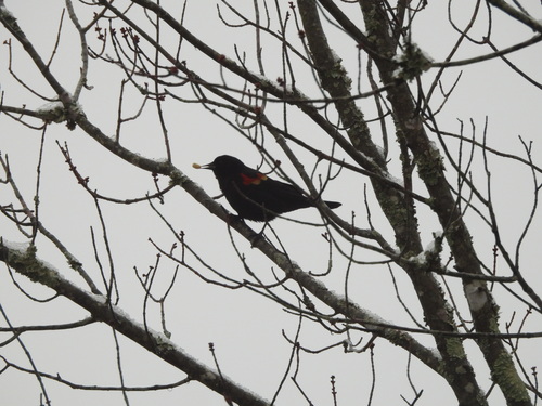 Red-winged Blackbird