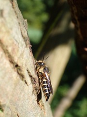 Coelioxys alatus