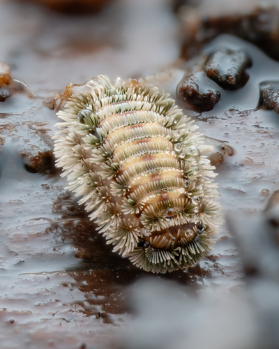 Bristly Millipede, Dorset, UK, photo 8 of 10