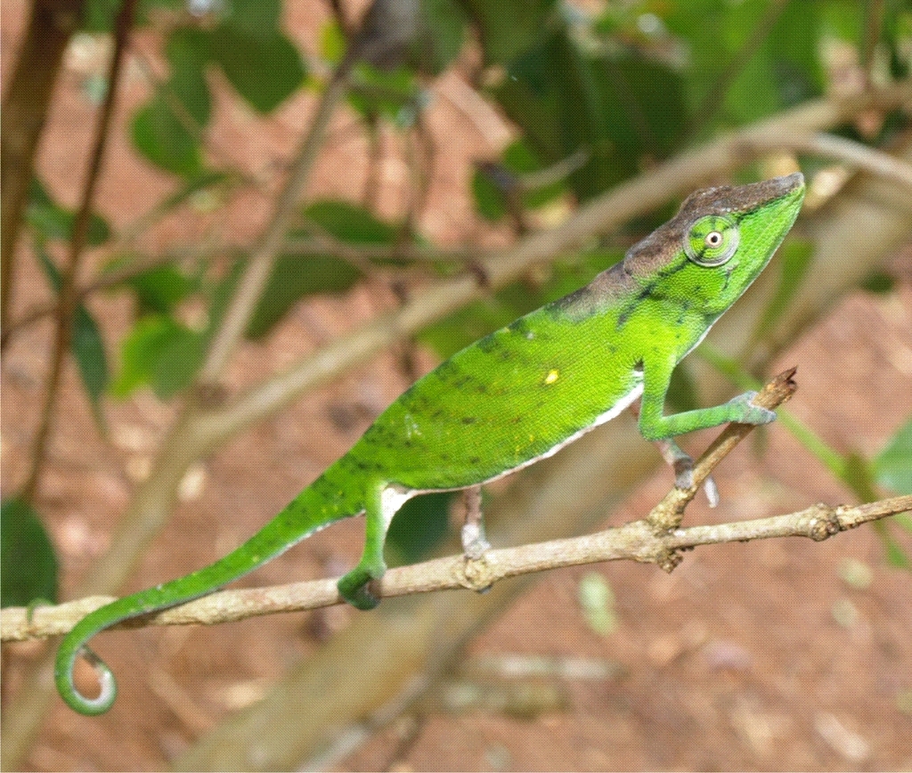 Tarzan's Side-striped Chameleon