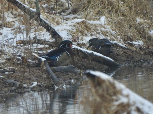 Wood Duck