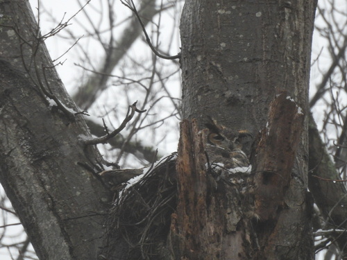 Great Horned Owl