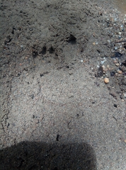 Lontra longicaudis