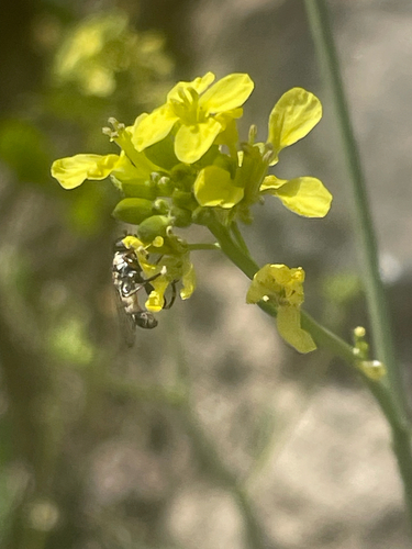 Unknown species found near W Memory Ln, Santa Ana, CA, US