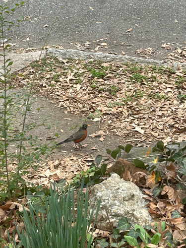 American Robin
