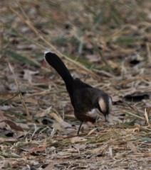 Grey-Crowned Babbler photo 5